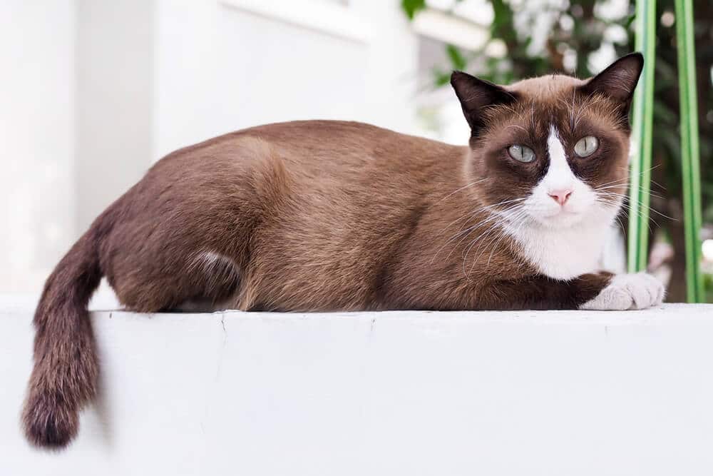 Gatto marrone e bianco seduto su una piattaforma bianca