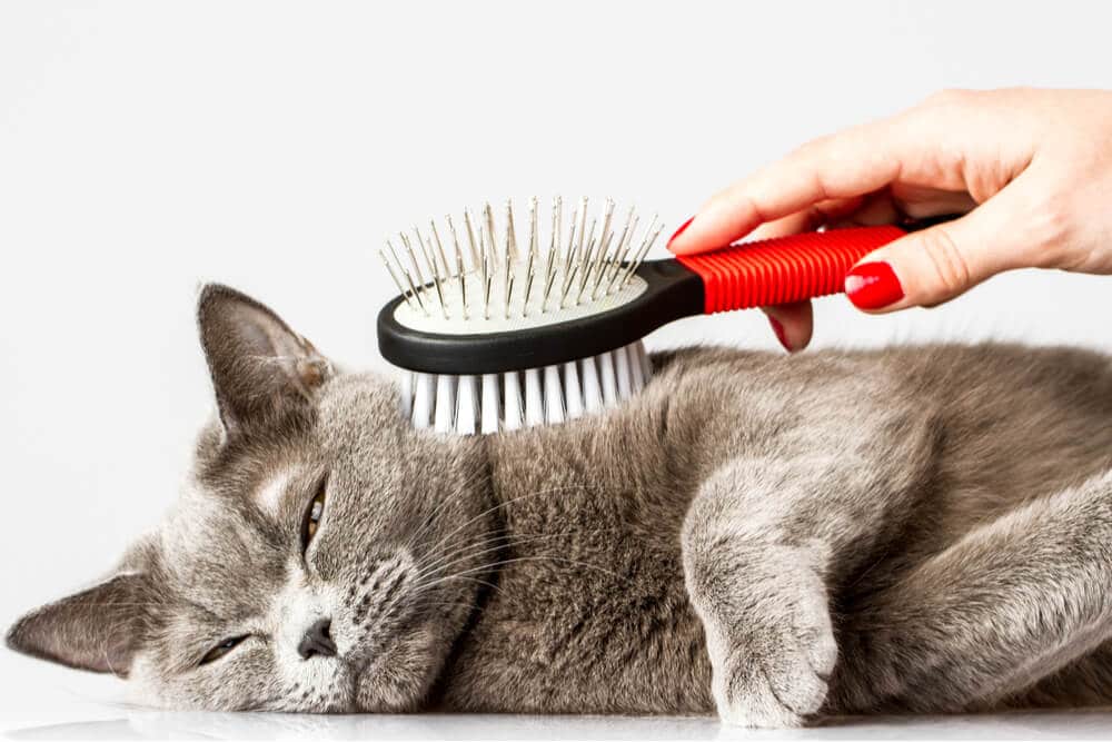 Gatto rilassato che viene spazzolato per prevenire le palle di pelo