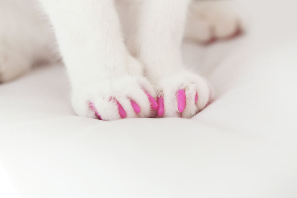 Zampe di gatto bianche con artigli rosa, alternativa alla declawing dei gatti