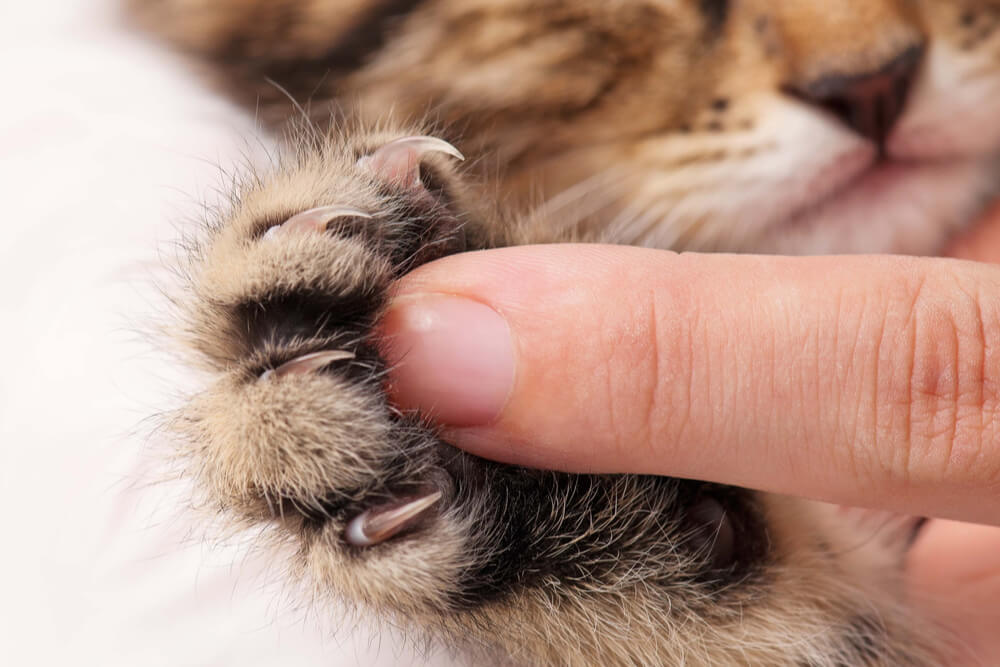 Primo piano della zampa di un gattino con un dito umano per contrasto