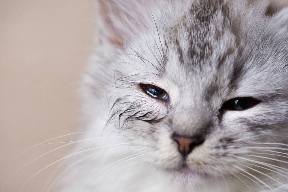 Gatto giovane con occhio infetto che perde