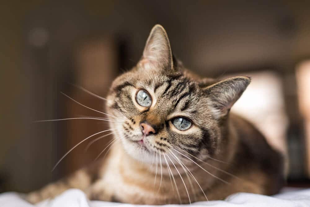 Gatto soriano marrone con occhi azzurri convulsioni del gatto