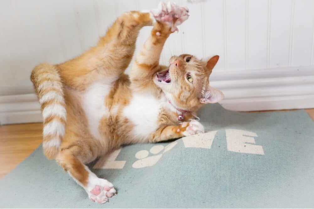 Gatto su erba gatta che rotola a terra con la bocca aperta