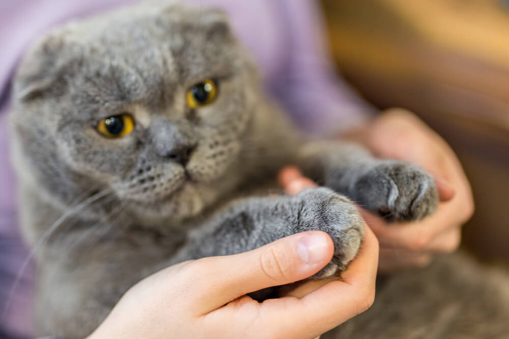 Gatto Scottish Fold grigio con zampe in primo piano