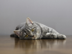 Feline AIDS featured image cat lying on the floor