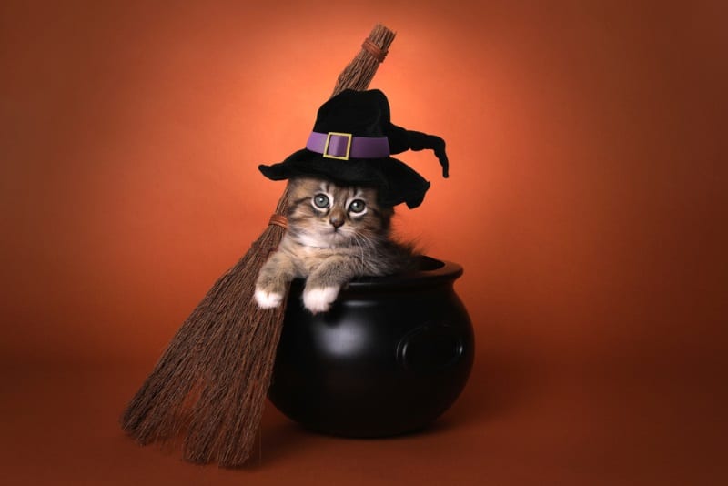 Nomi di gatti di Halloween per gattini