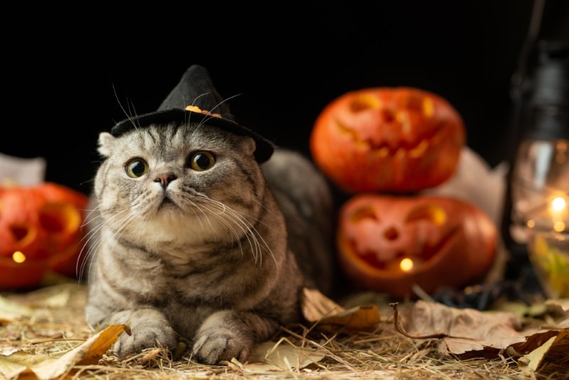 Gatto di Halloween