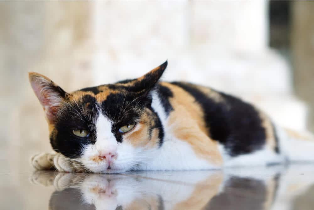 Immagine raffigurante un gatto letargico affetto da virus dell'immunodeficienza felina (FIV), che sottolinea l'importanza di comprendere questa condizione e di fornire cure e supporto adeguati per mantenere la qualità della vita del gatto.