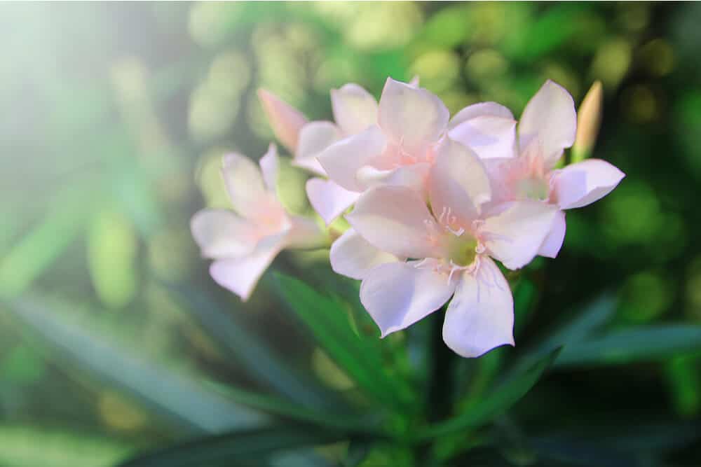 Fiori di oleandro rosa pallido