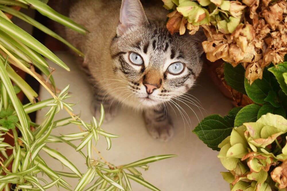 Gatto circondato da fiori