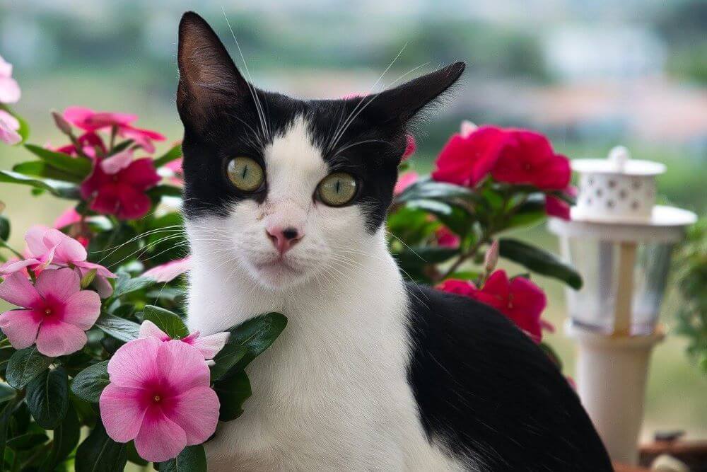 Gatto smoking bianco e nero circondato da fiori rosa e rossi