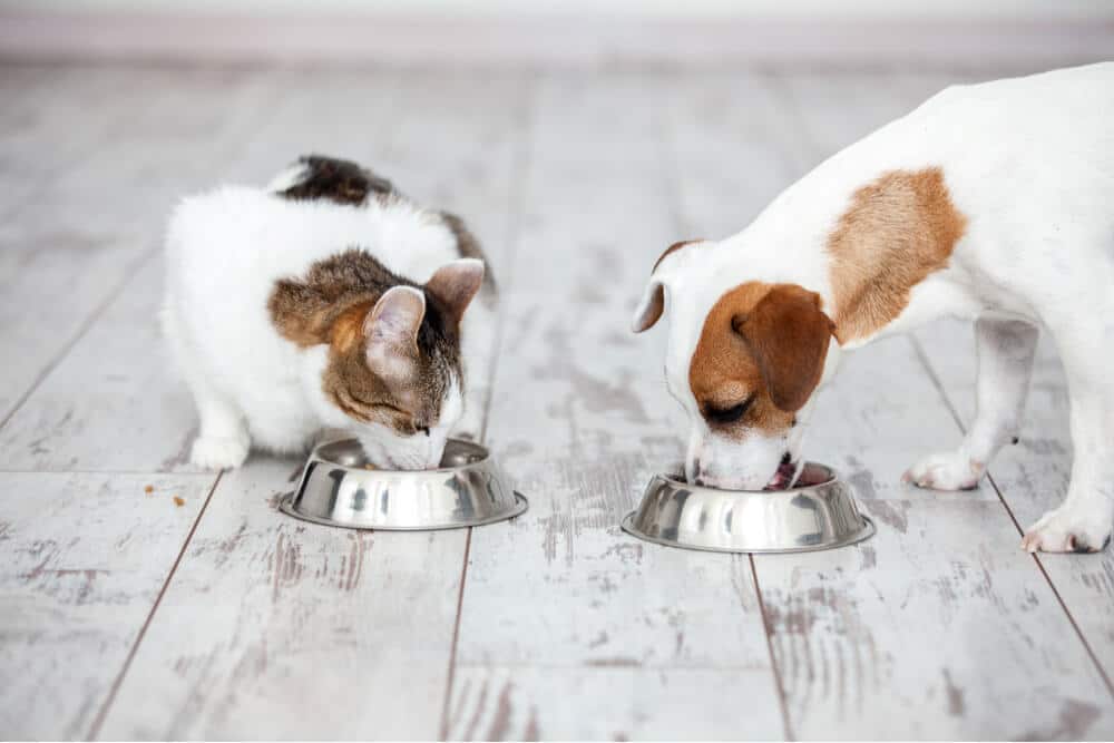 Immagine di un gatto e un cane che mangiano pacificamente uno accanto all'altro da ciotole diverse, catturando un momento armonioso di convivenza tra questi animali domestici