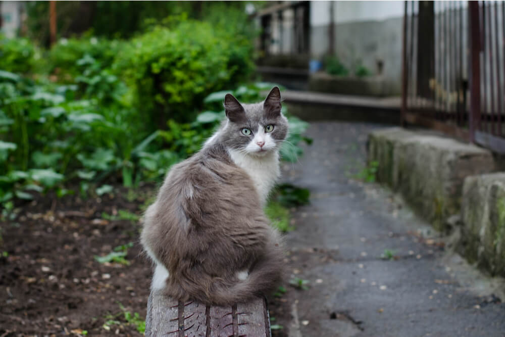 Rabbia nei gatti Caratteristica