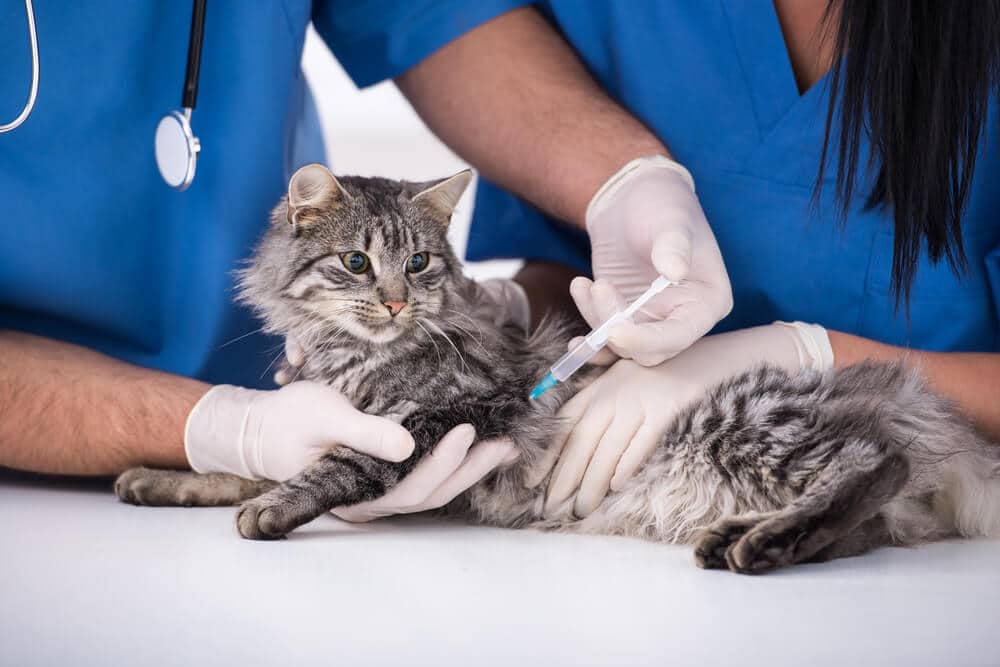 Vaccinazione antirabbica del gatto