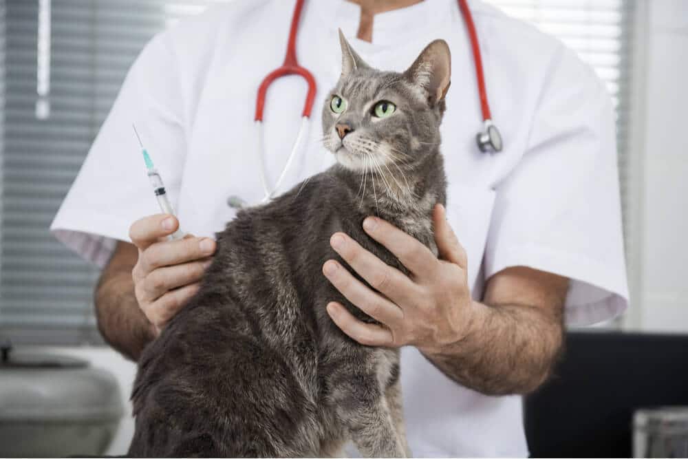 Funzione del programma di vaccinazione del gatto