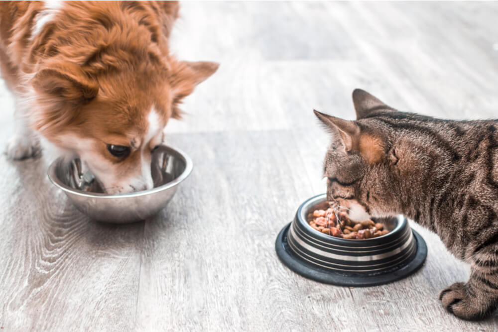 Immagine che cattura una scena commovente di un gatto e un cane che mangiano insieme