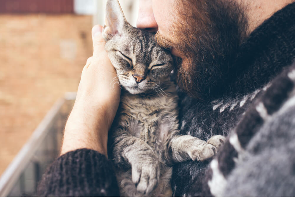 Primo piano di un uomo con la barba e un maglione islandese che tiene in braccio e bacia il suo simpatico gatto Devon Rex che fa le fusa.