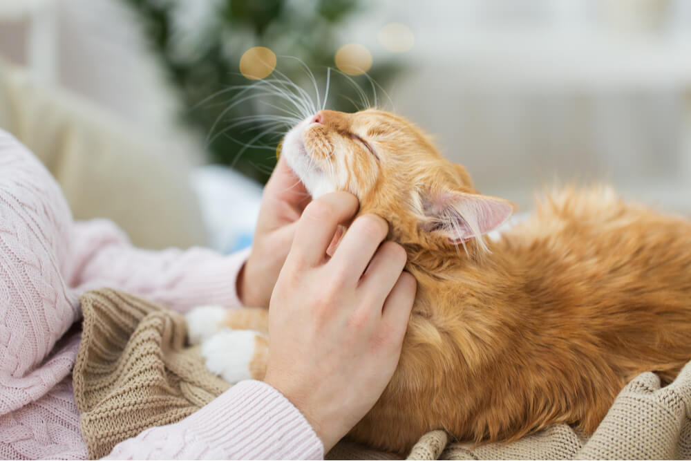 Immagine che mostra i passaggi per creare un forte legame con un gatto, mentre una persona impara a far sentire a suo agio il felino e a dimostrargli affetto mentre è seduto sulle sue ginocchia.