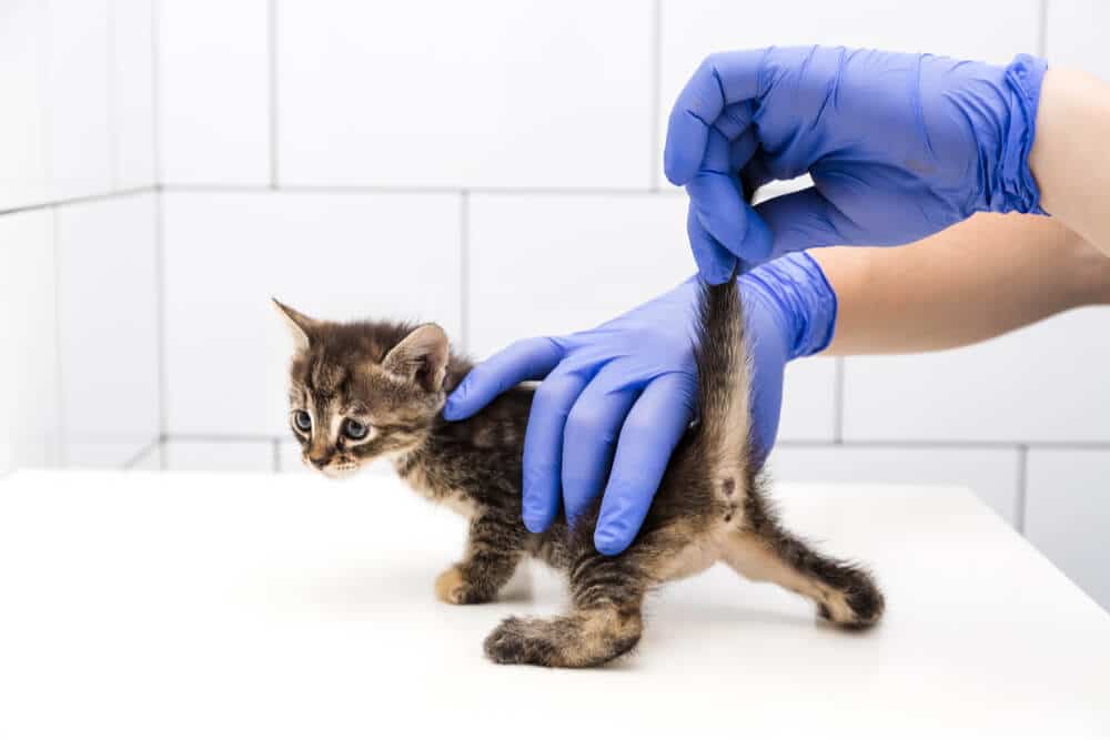 Veterinario solleva la coda del gattino per determinare il sesso