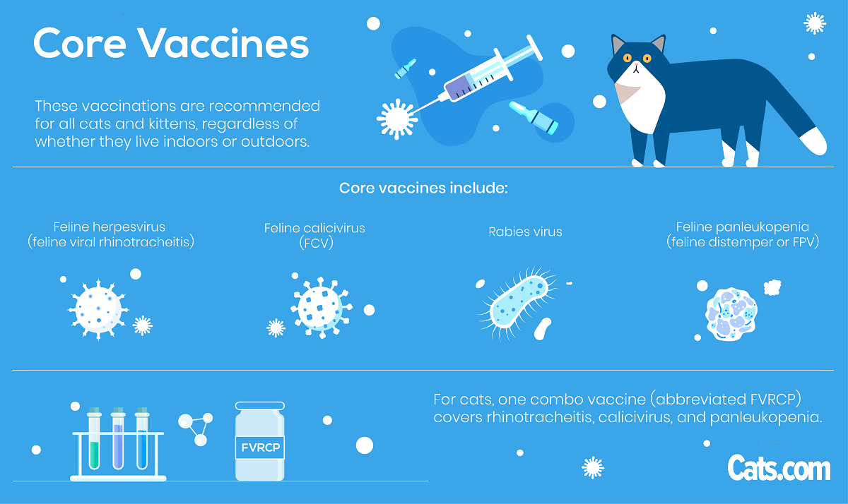 Di quali vaccini hanno bisogno i gatti?