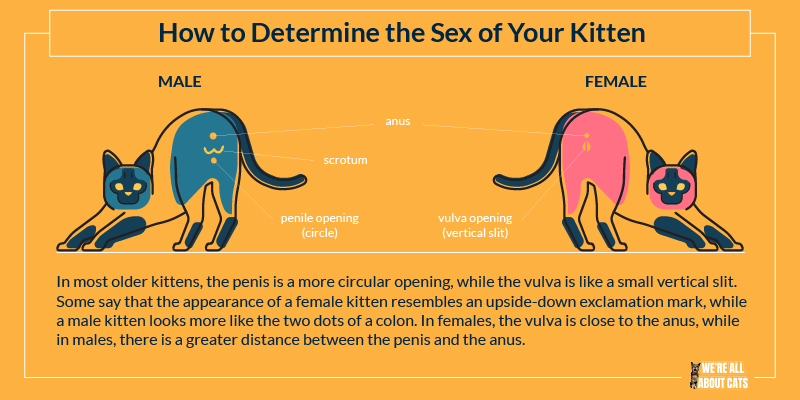 Illustrazione del sesso dei gattini