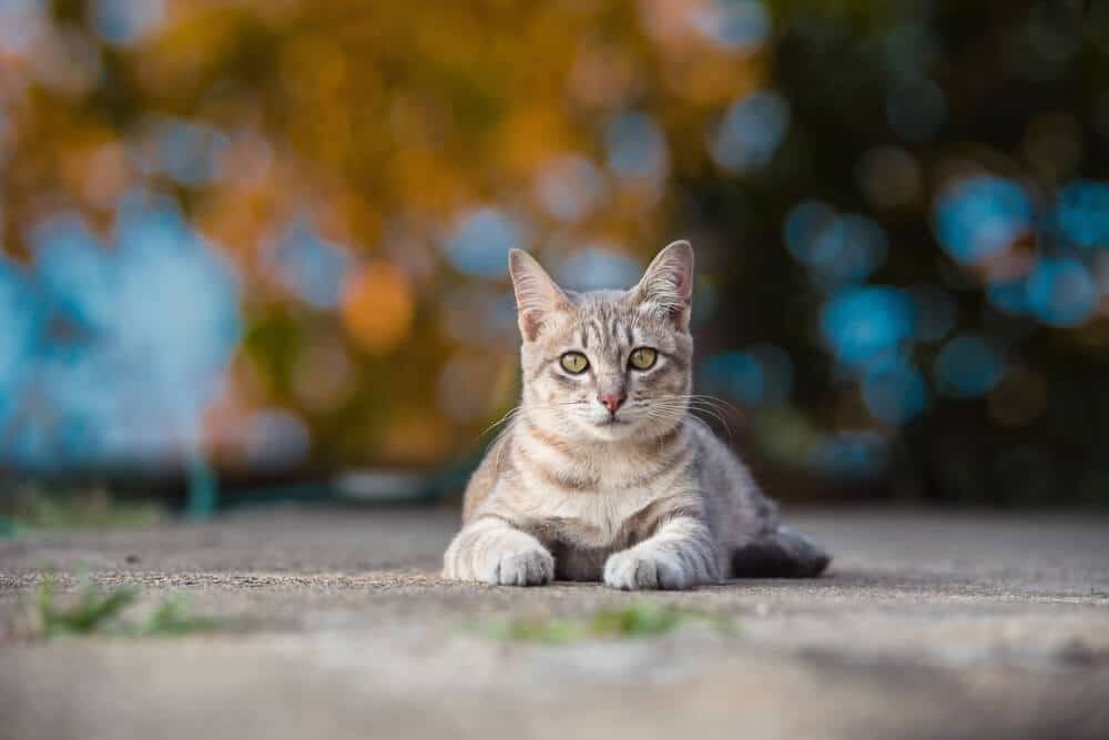 Gatto all'aperto seduto sul marciapiede