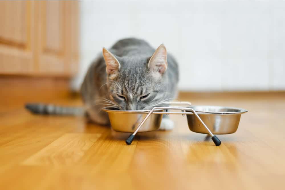 esempio di affaticamento dei baffi di un gatto che mangia da una ciotola