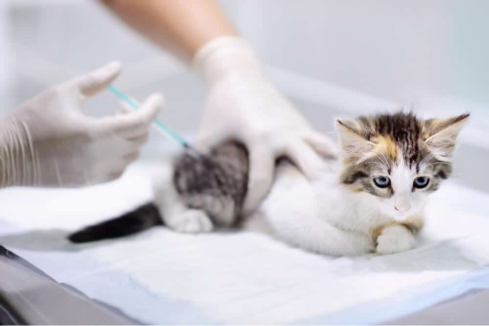 Gattino che riceve la vaccinazione Caratteristica della vaccinazione del gatto