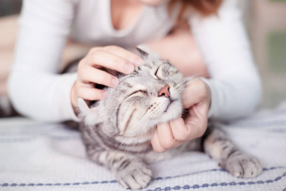 Persona che massaggia la testa del gatto