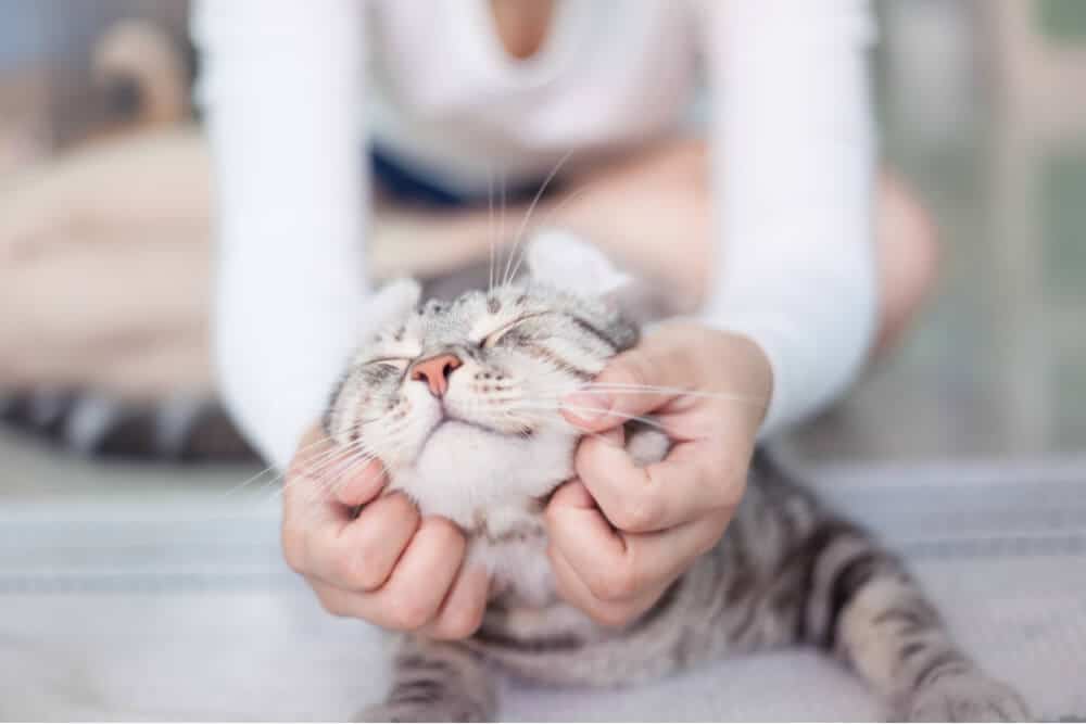 Persona che accarezza un gatto che è stato malato