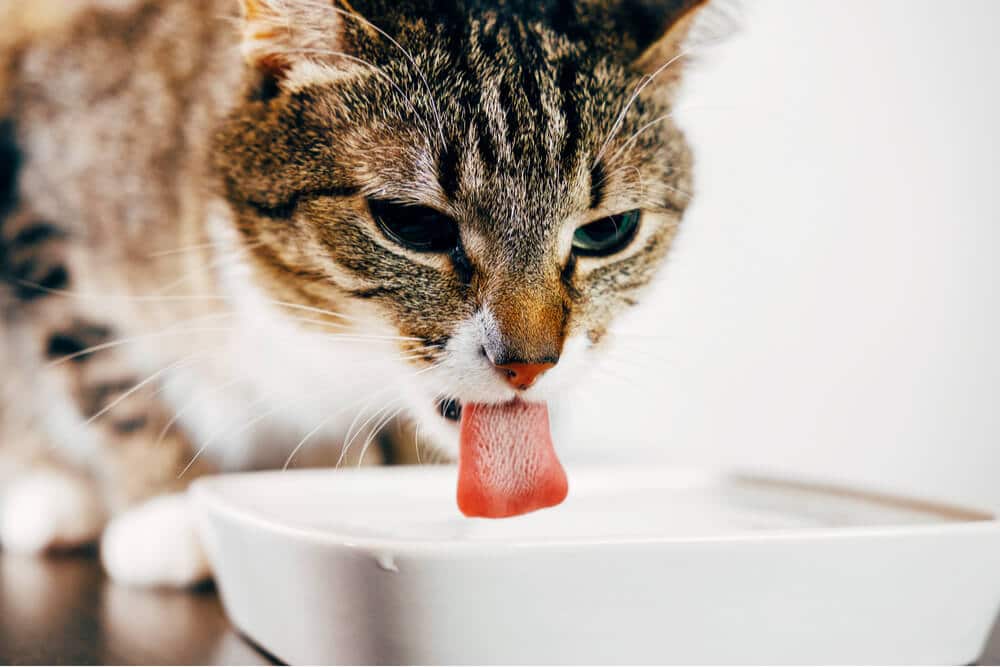 Gatto che disseta bevendo acqua.