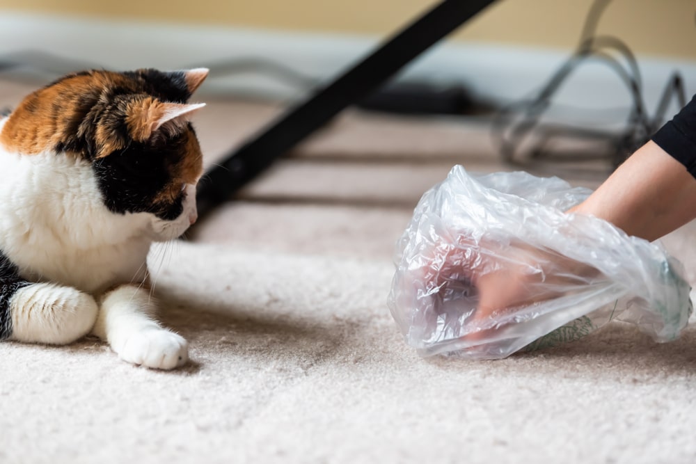 Gatto che vomita palle di pelo