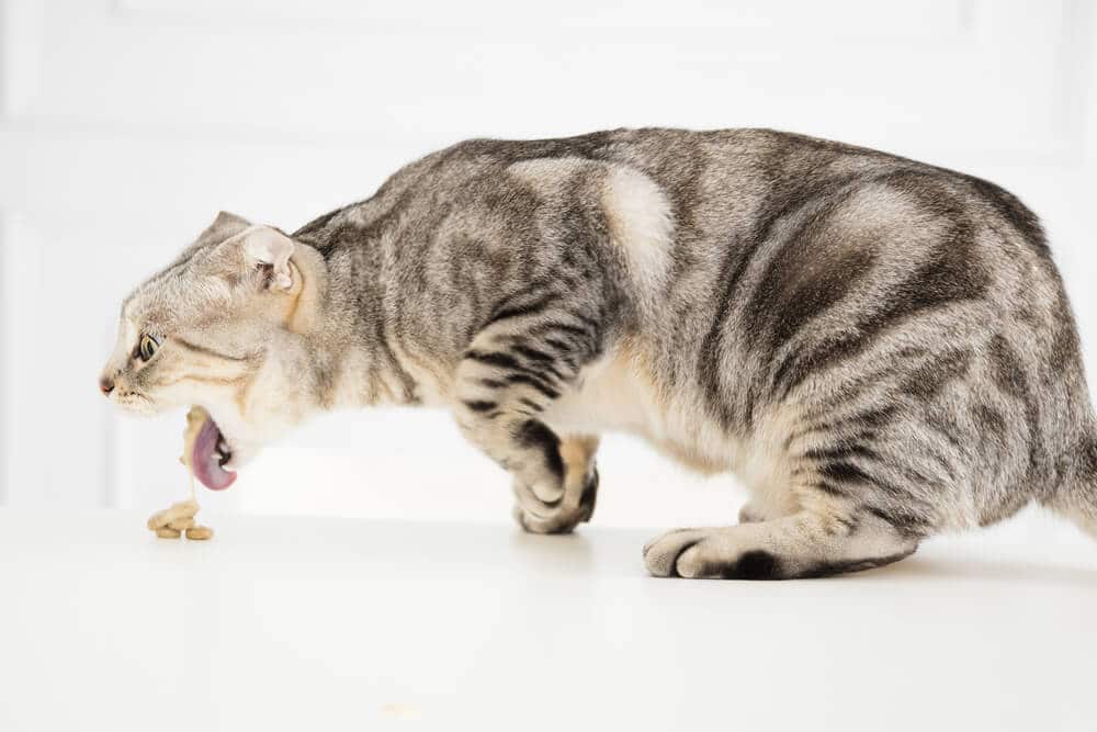 Immagine di vomito e rigurgito del gatto