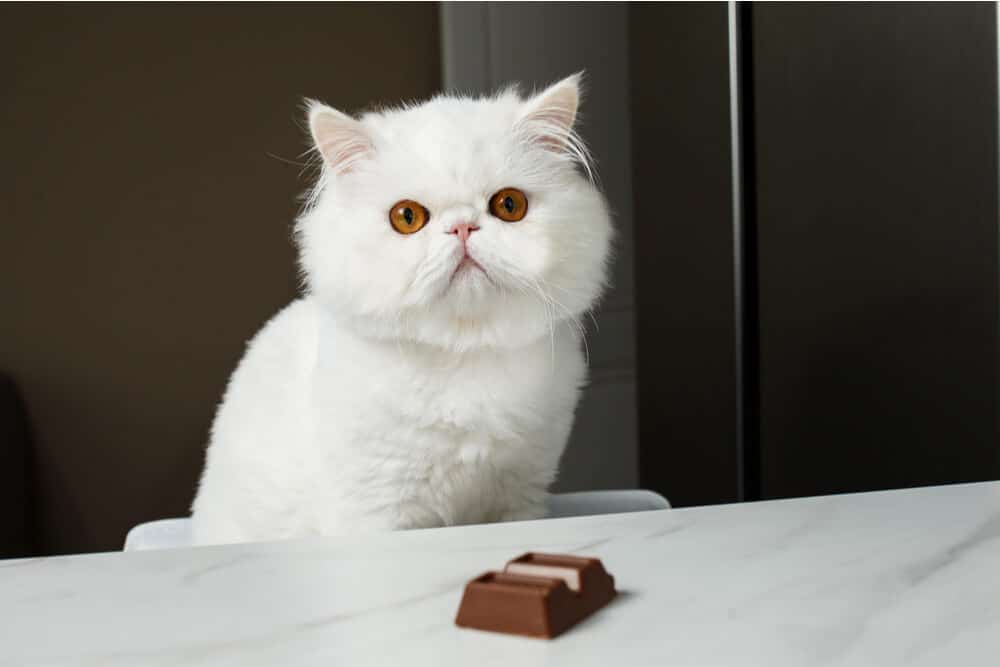 Gatto con cioccolato velenoso per i gatti