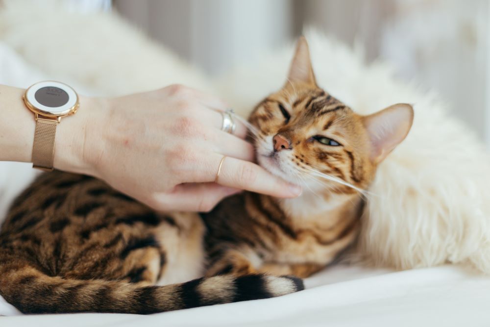 Persona che accarezza un gatto cause della perdita di pelo nei gatti