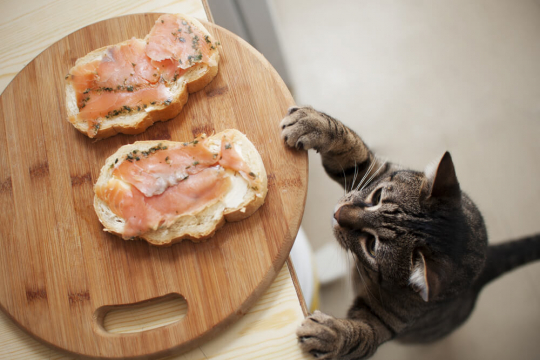 15 Cibi umani che sono velenosi e tossici per i gatti