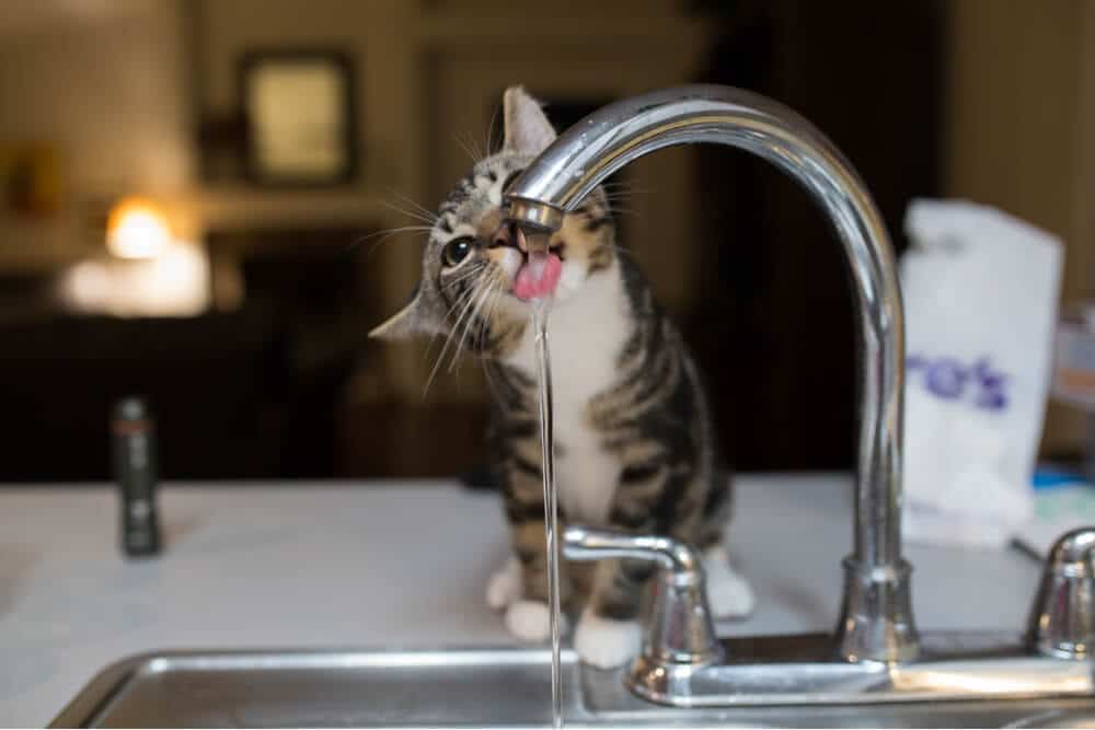 Gatto curioso alla ciotola dell'acqua, che beve più acqua del solito. L'espressione intenta del gatto e la testa abbassata indicano il suo interesse accresciuto per la fonte d'acqua.