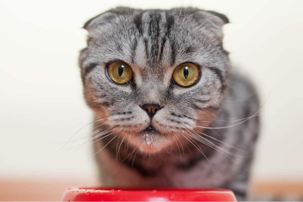 Gatto attento che beve acqua da una ciotola, mostrando una sete aumentata. La postura concentrata del gatto e l'atto di bere suggeriscono un maggiore apporto di acqua.