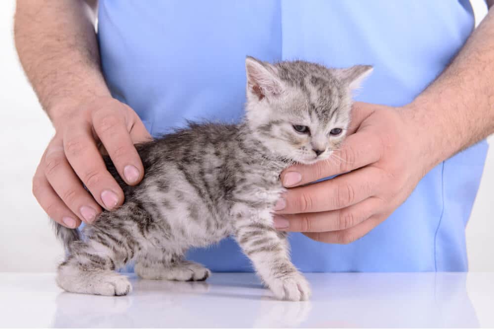 Foto di cimurro felino di un gattino dal veterinario