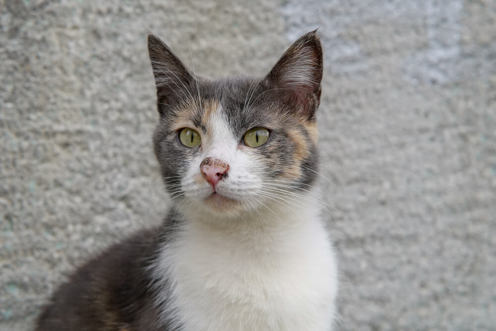 Gatto con il naso infiammato