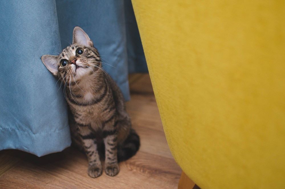 I gattini possono mangiare cibo per gatti?