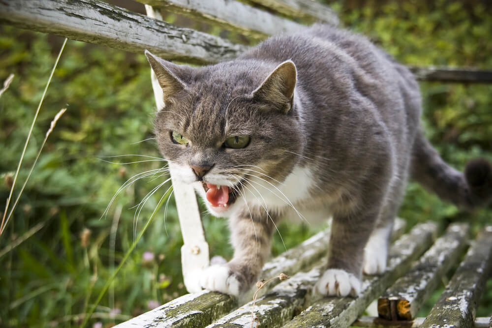 gatto che sibila all'aperto