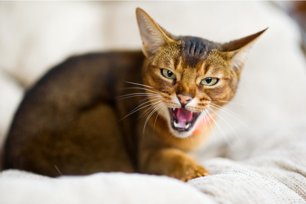 Gatto che sibila su uno sfondo beige