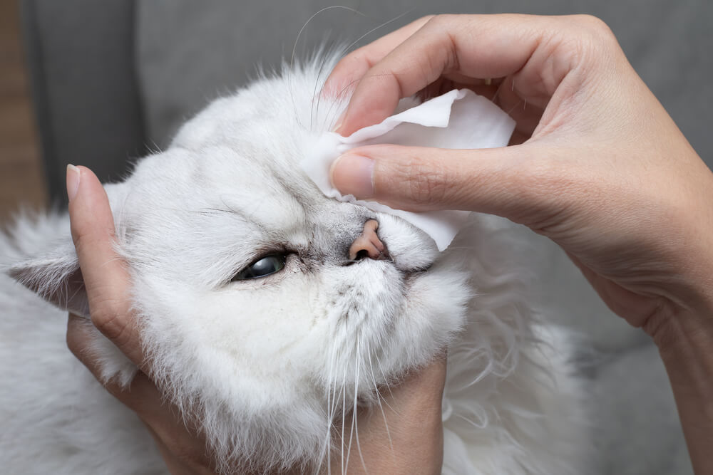 umano che pulisce l'occhio del gatto