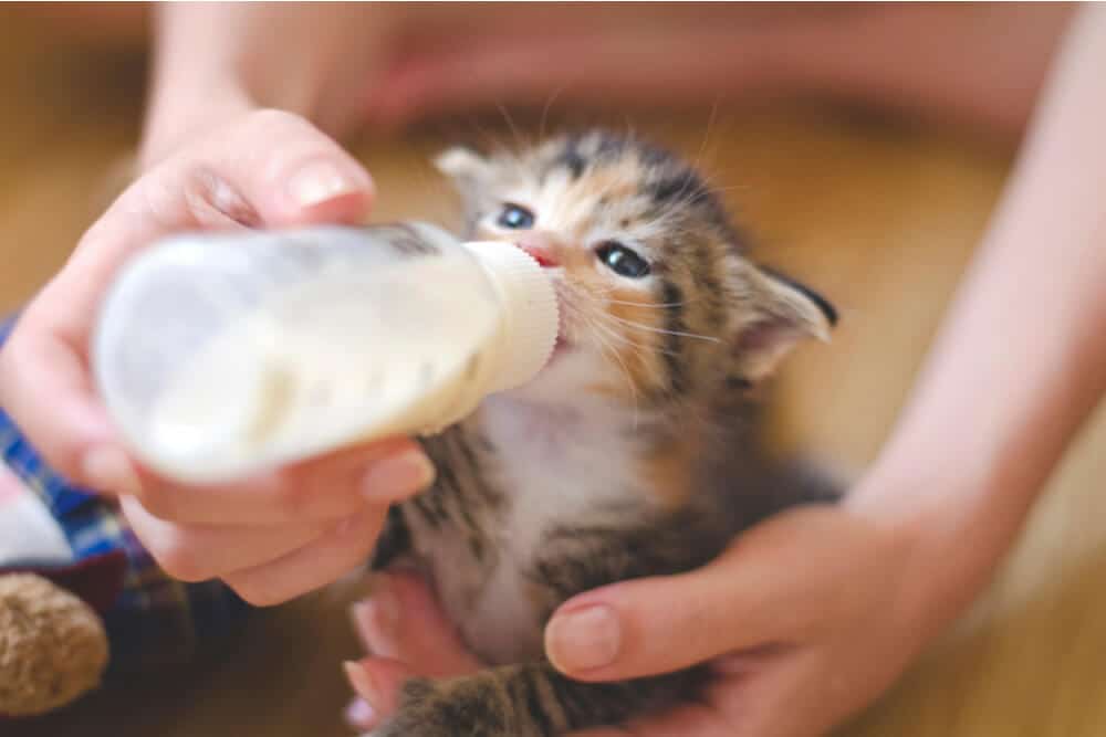 Gattino che beve il latte dal biberon