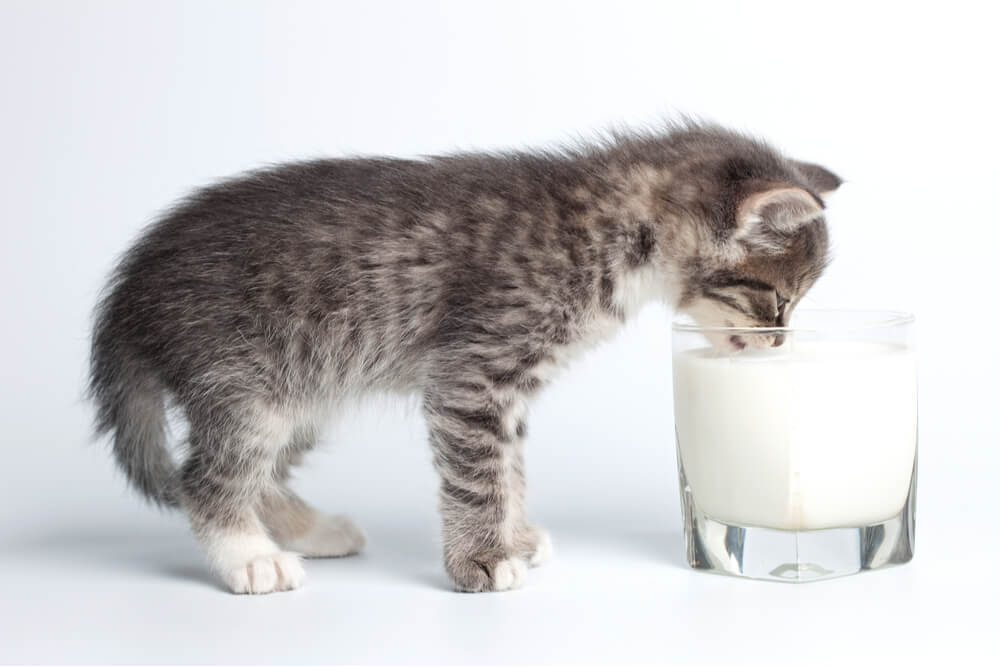 Un'immagine accattivante che cattura l'innocenza di un gattino che beve il latte da un bicchiere.