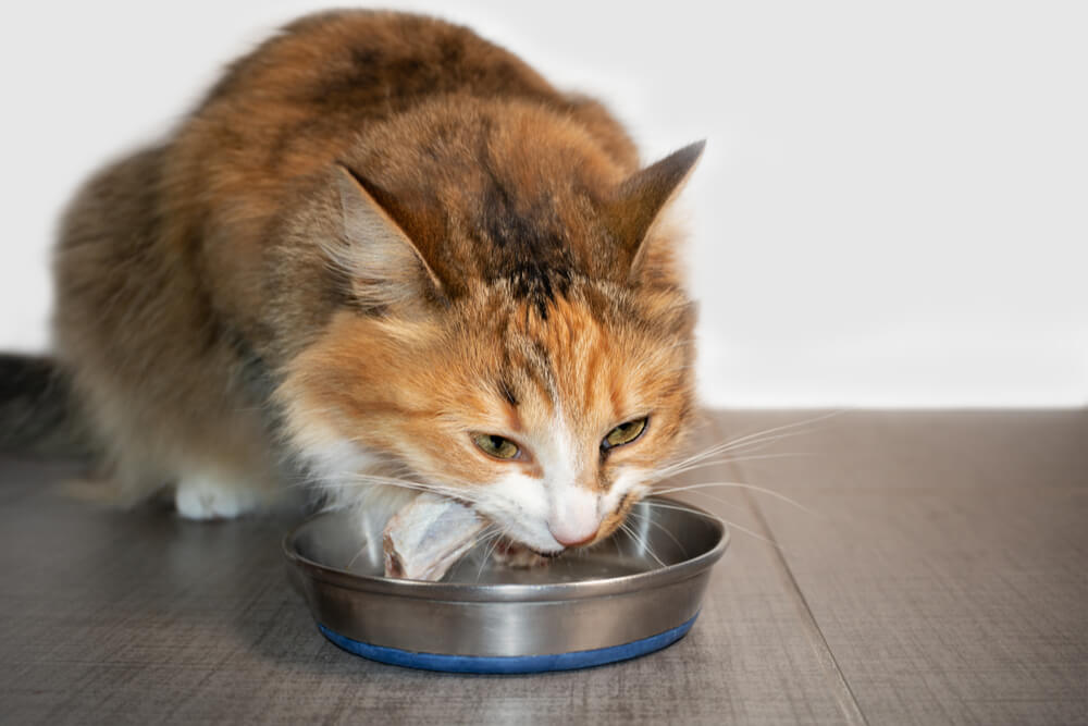 I gatti possono mangiare ossa di pollo crude?