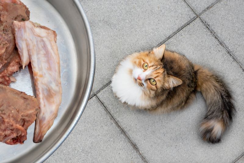 I gatti possono mangiare il pollo crudo?