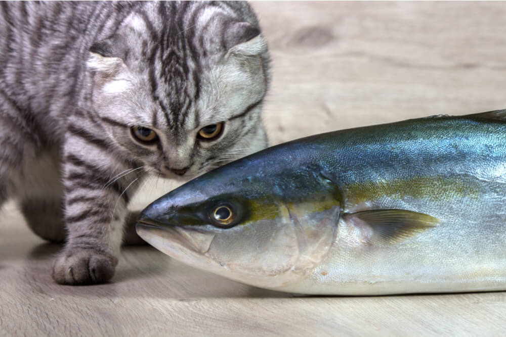 Analizziamo la questione se i gatti possono mangiare il tonno, con particolare attenzione alle considerazioni dietetiche dei felini.