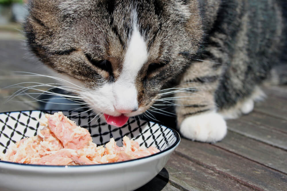 Immagine accattivante di un gatto che gusta un bocconcino di tonno.